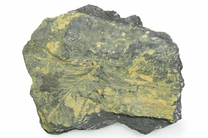 Bargain, Fossil Seed Fern (Alethopteris) Plate - Pennsylvania #347723